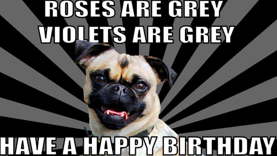 funny birthday dog meme