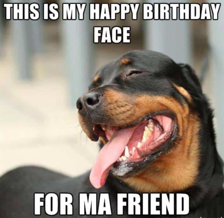 Happy Birthday Dog Meme - This is my happy birthday face for ma friend