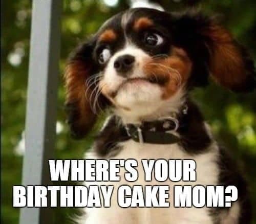 Happy birthday dog meme - where's your birthday cake mom