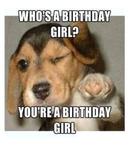 Happy Birthday Dog Meme - Who's a birthday girl you're a birthday girl