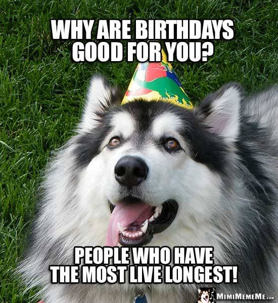 Happy birthday dog meme - why are birthdays good for you people who have the most live longest!