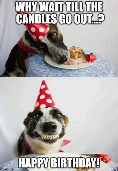 Happy birthday dog meme - why wait till the candles go out... Happy birthday!