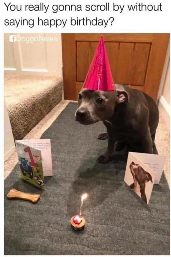 Happy Birthday Dog Meme - You really gonna scroll by without saying happy birthday