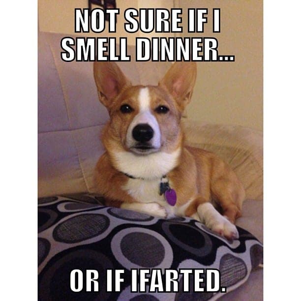 Corgi meme - not sure if i smell dinner or if i farted