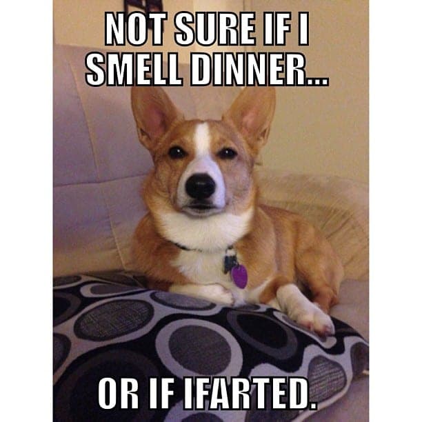 Corgi Meme - Not sure if I smell dinner or if I farted