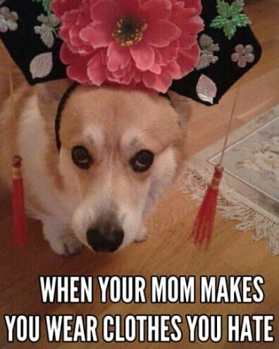 When your mom makes you wear clothes you hate - Corgi Meme