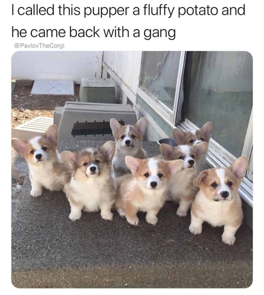 I called this pupper a fluffy potato and he came back with a gang - corgi meme