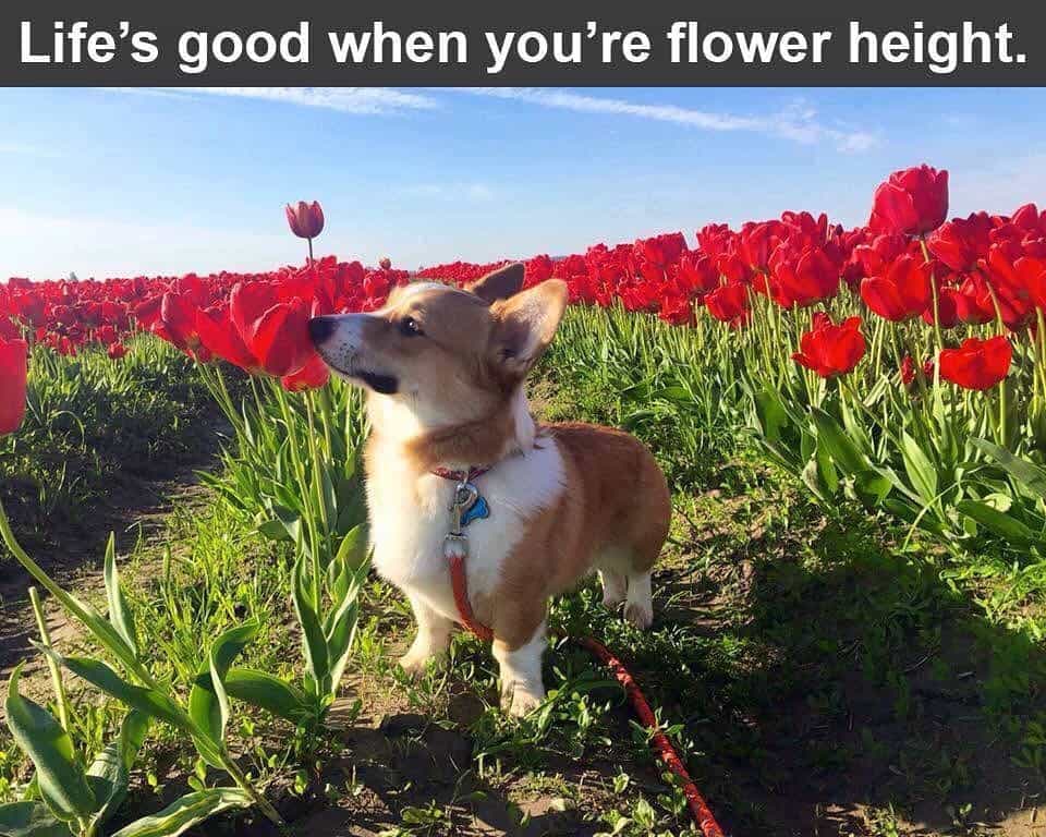 Corgi meme - life's good when you're flower height