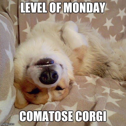 Level of Monday comatose corgi - Corgi Meme