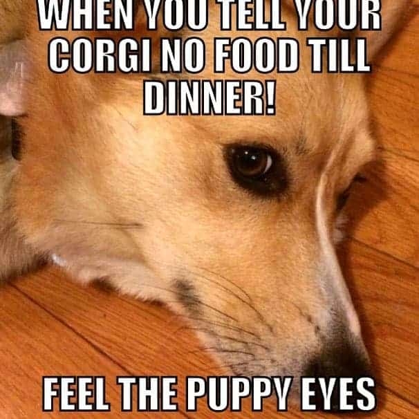Corgi meme - when you tell your corgi no food till dinner feel the puppy eyes