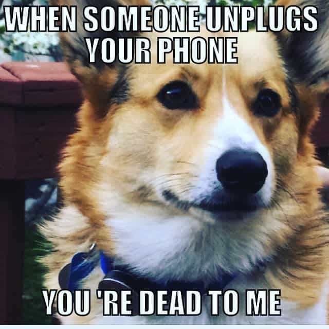 When someone unplugs your phone you're dead to me - corgi meme