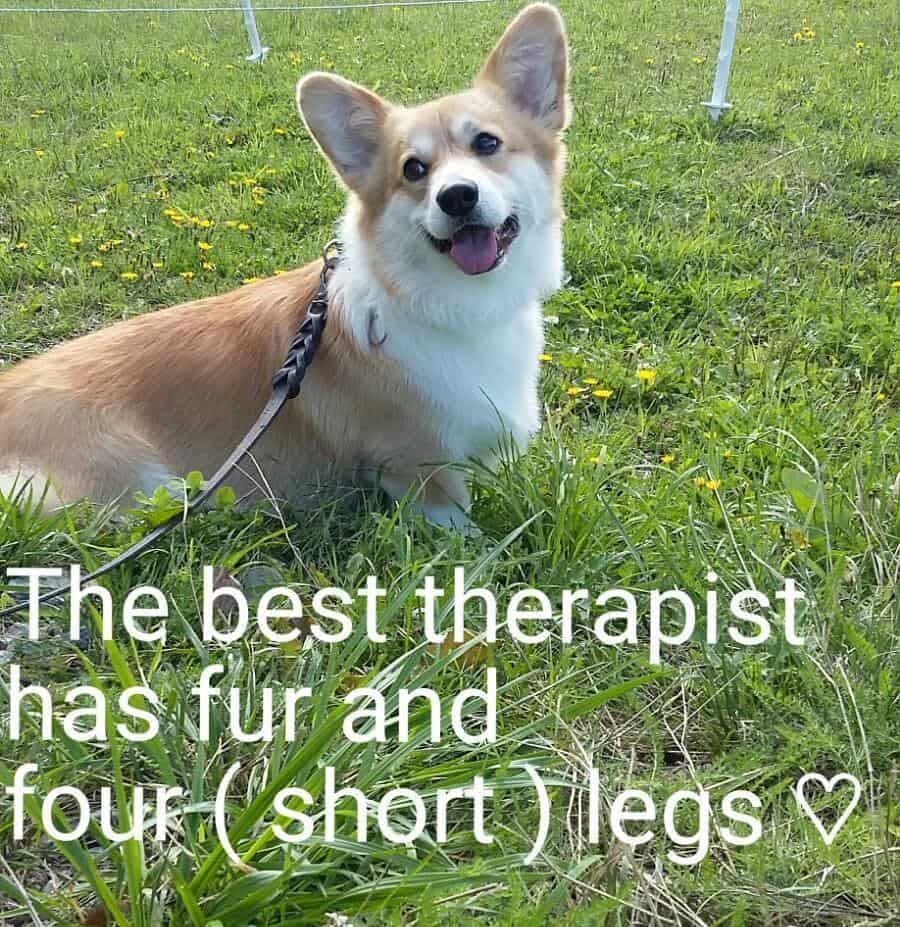 The best therapist has fur and four (short) legs - Corgi Meme