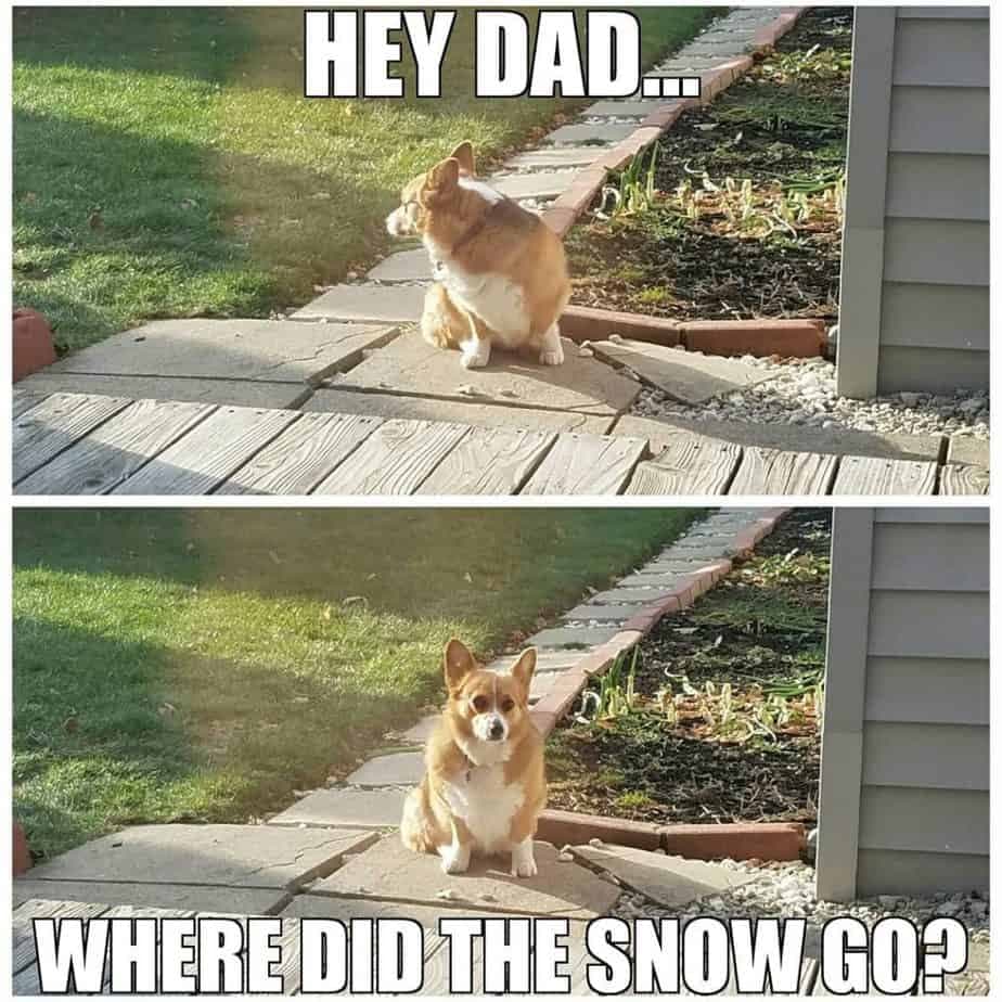 Corgi Meme - Hey Dad where did the snow go