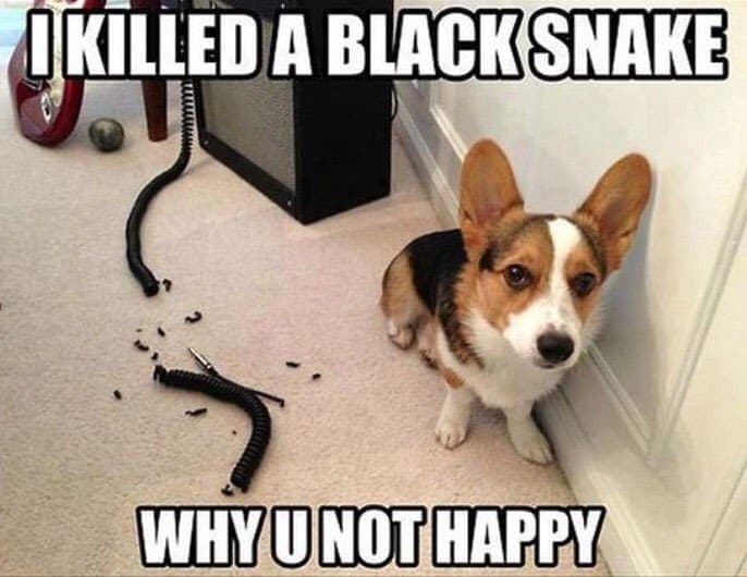 Corgi meme - i killed a black snake why u not happy