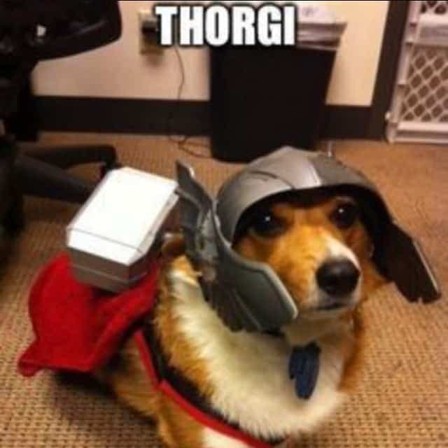 Thorgi - corgi meme
