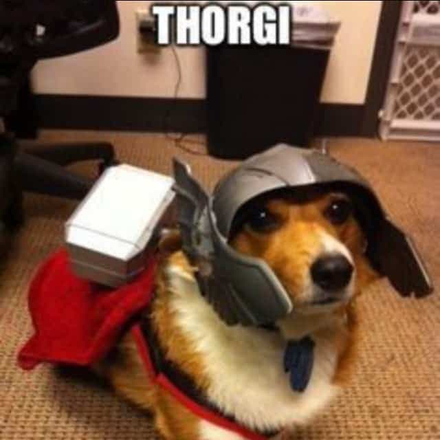 Thorgi - Corgi Meme