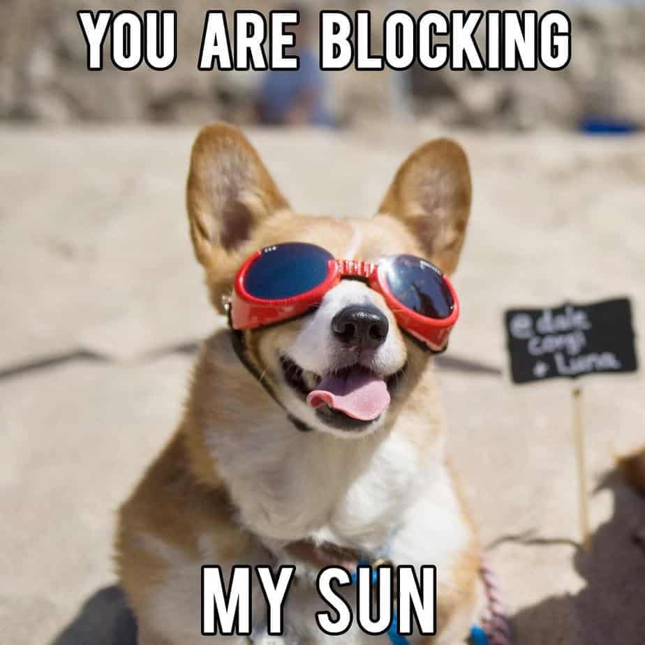 You are blocking my sun - Corgi Meme