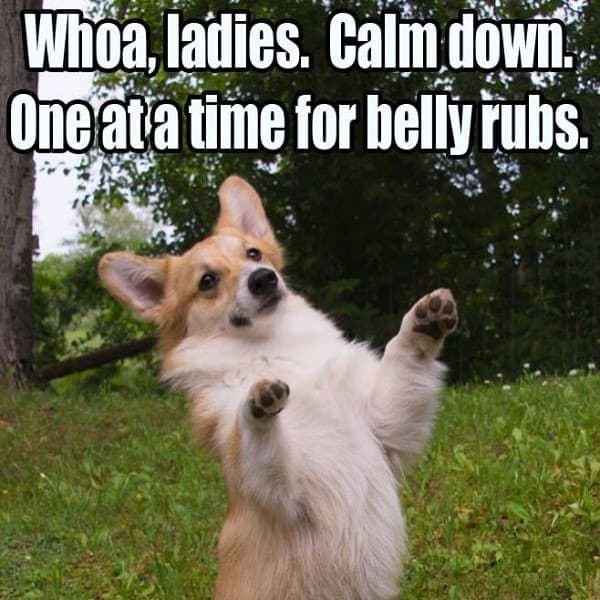 Whoa ladies calm down one at a time for belly rubs - corgi meme