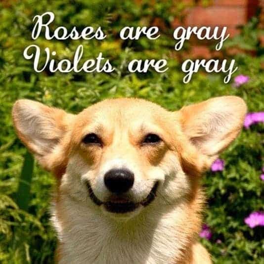 Roses are gray violets are grey - corgi meme