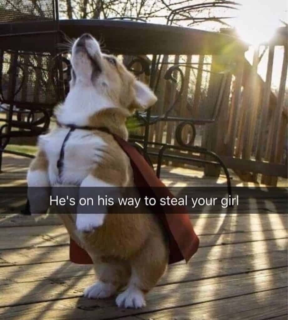 Corgi Meme - He's on his way to steal your girl