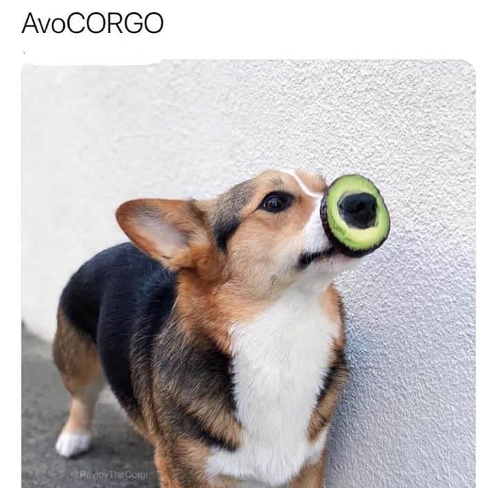 Corgi Meme - Avocorgo