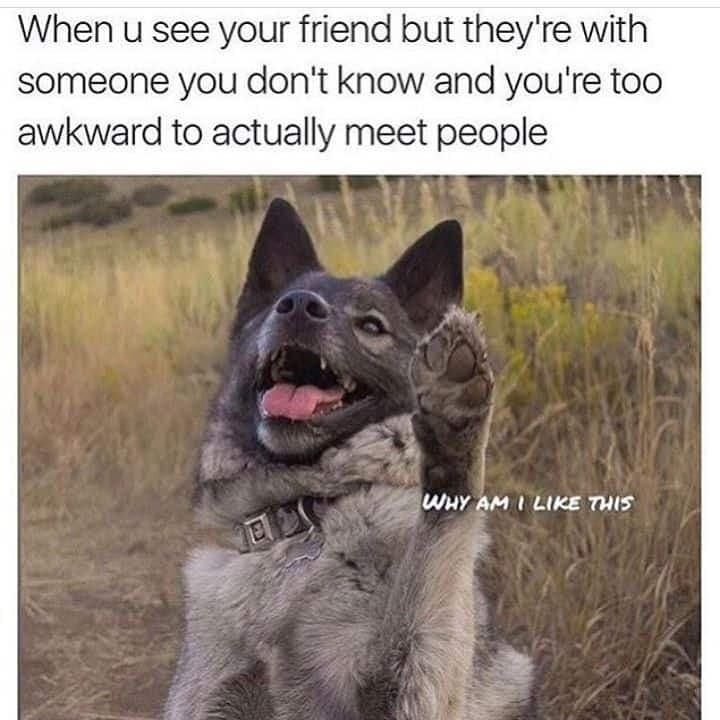 When u see your friend but they're with someone you don't know and you're too awkward to actually meet people - corgi meme