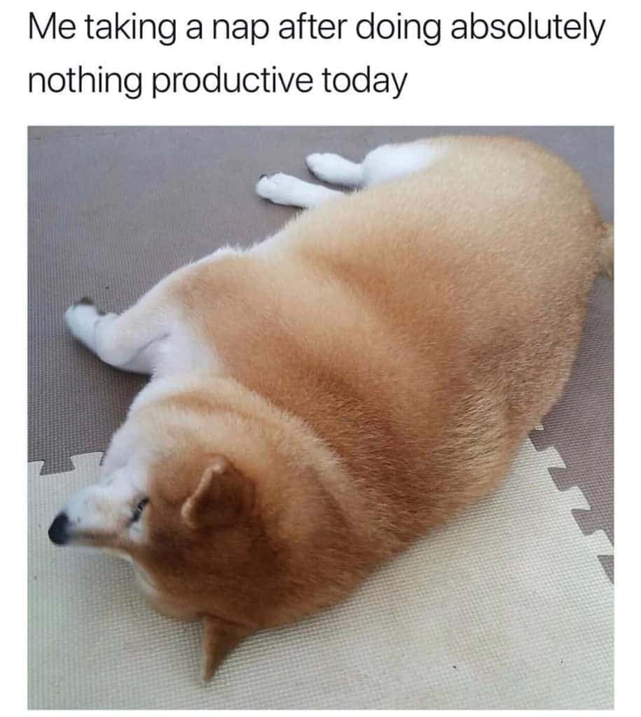 Me taking a nap after doing absolutely nothing productive today - Corgi Meme