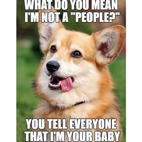 What do you mean i'm not a people you tell everyone that i'm your baby - corgi meme