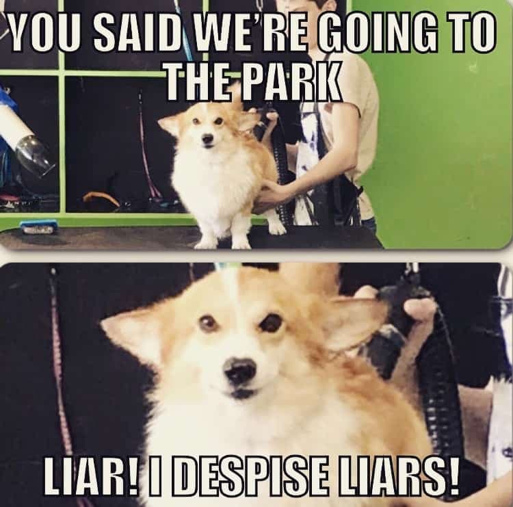 Corgi Meme - You said we're going to the park liar I despise liars