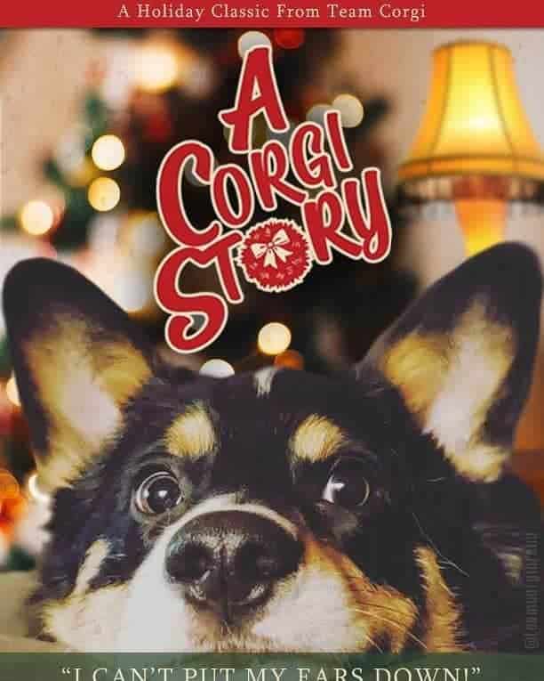 A corgi story - corgi meme