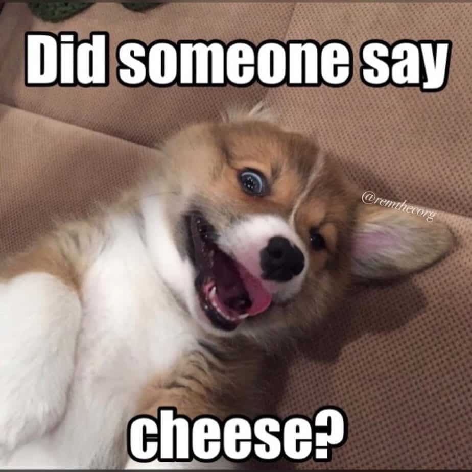 Corgi Meme - Did someone say cheese