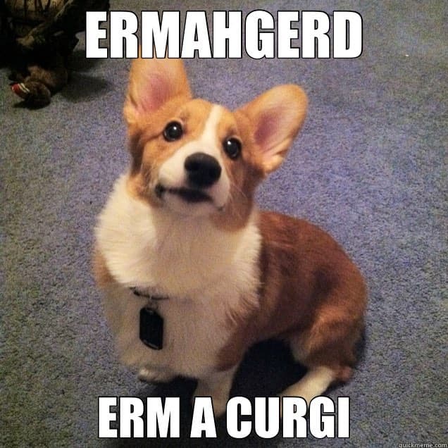 Ermahgerd erm a curgi - corgi meme