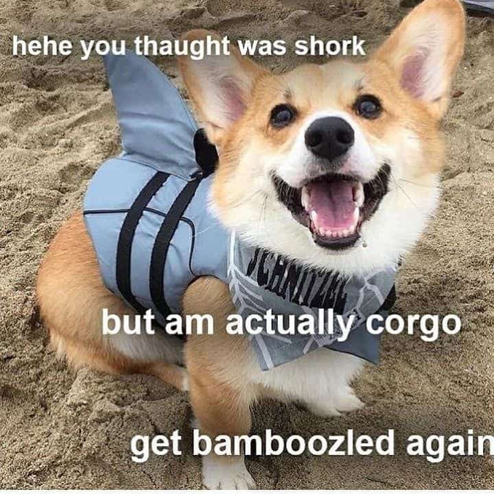 Corgi Meme - hehe You thaught was shork but am actually corgo get bamboozled again