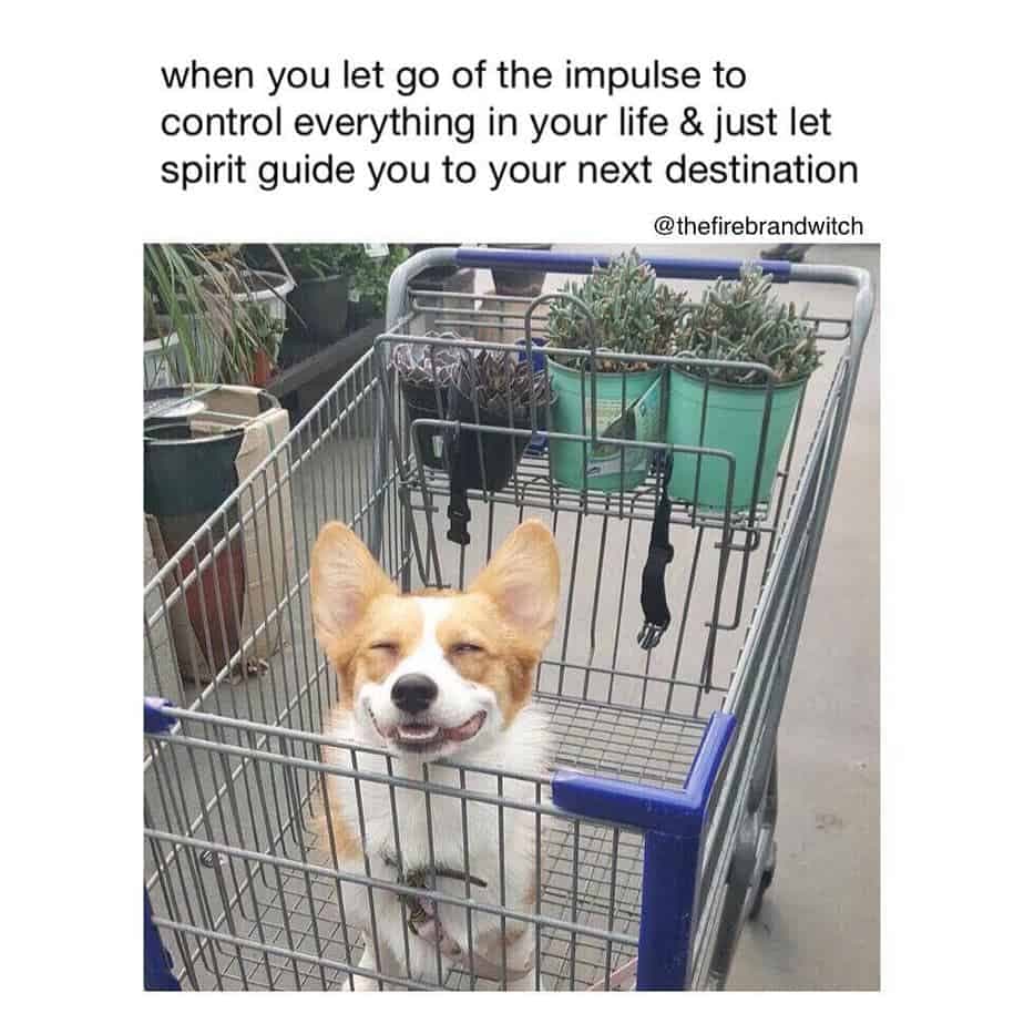 When you let go of the impulse to control everything in your life & just let spirit guide you to your next destination - Corgi Meme