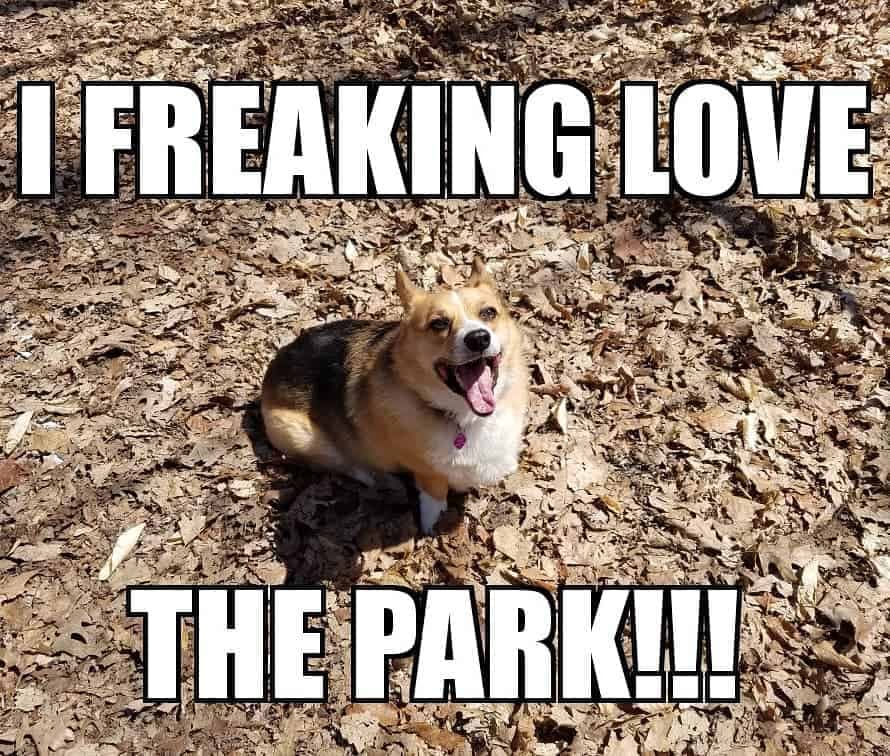 Corgi meme - i freaking love the park
