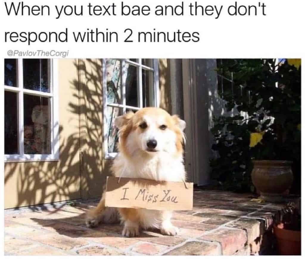 Corgi meme - when you texxt bae and they don't respond in 2 minutes