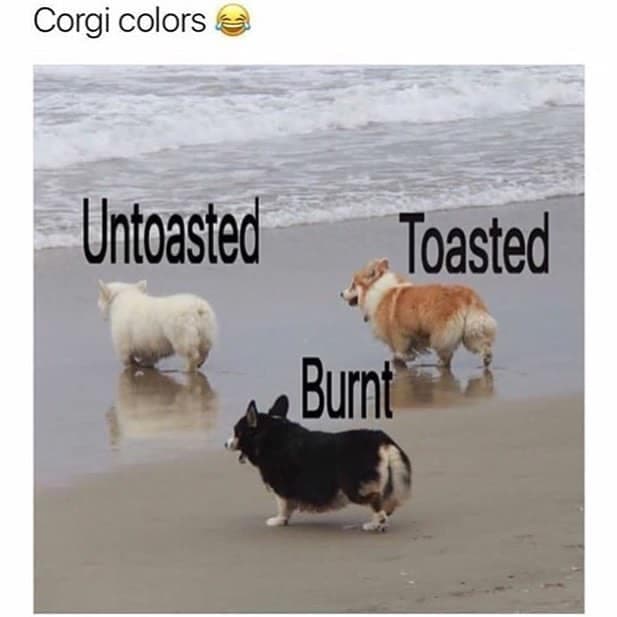 untosted toasted burnt - Corgi Meme