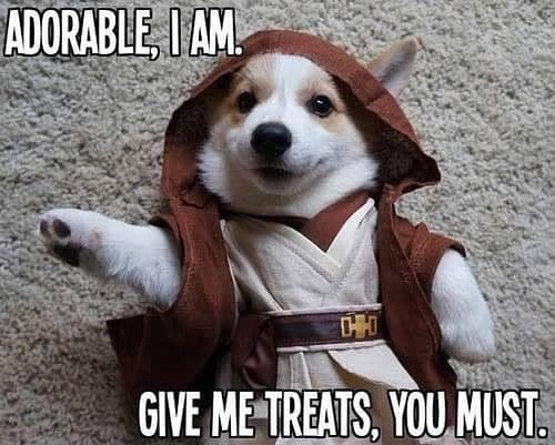 Adorable I am, give me treats you must - Corgi Meme