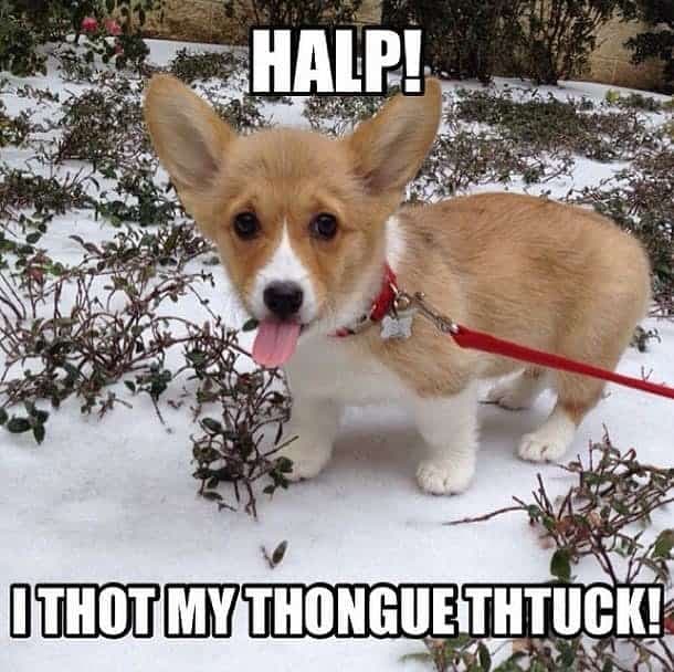 Corgi Meme - Halp I thot my thongue thtuck