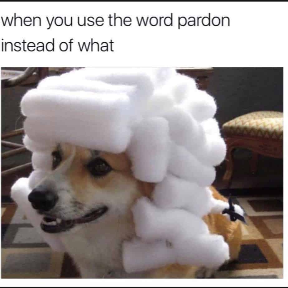 Corgi meme - when you use the word pardon instead of what