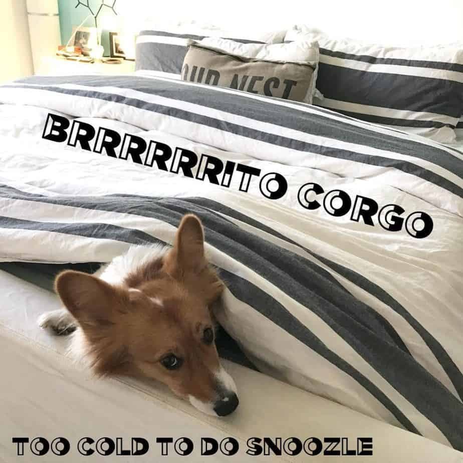 Brrrrrrito corgo too cold to do snoozle - corgi meme