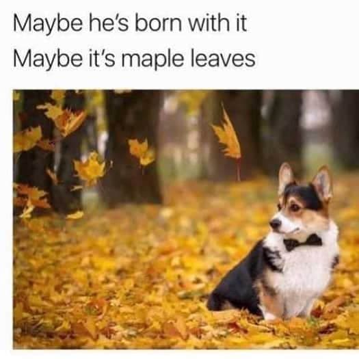 Corgi Meme - maybe he's born with it. Maybe it's maple leaves