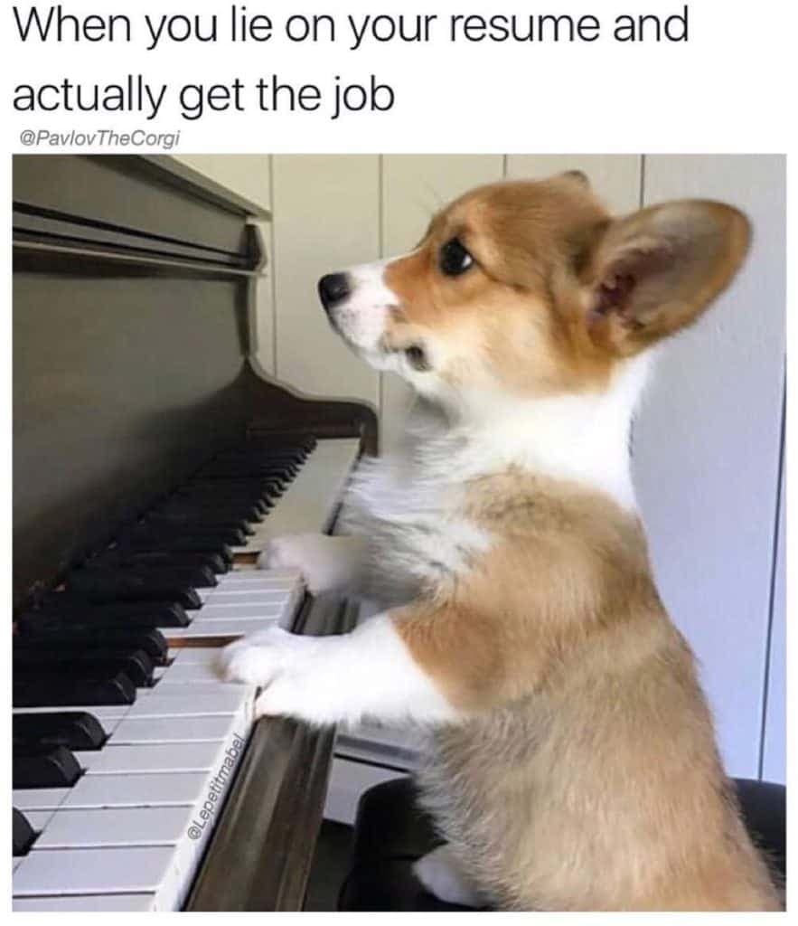 Corgi meme - when you lie on your resume and actually get the job