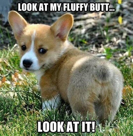 Look at my fluffy butt look at it - corgi meme