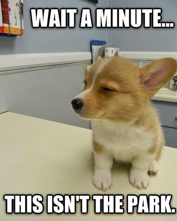 Corgi meme - wait a minute this isn't the park