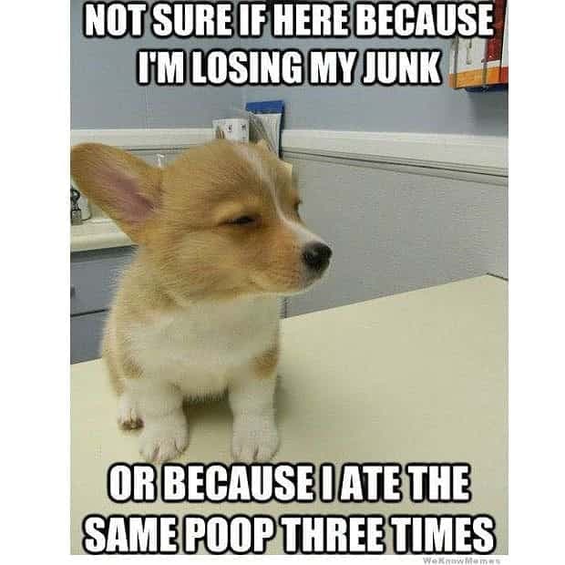 Corgi Meme - Not sure if here because I'm losing my junk or because I ate the same poop three times