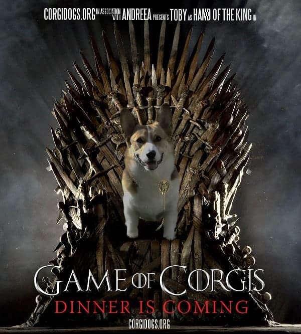 game of corgis dinner is coming - Corgi Meme