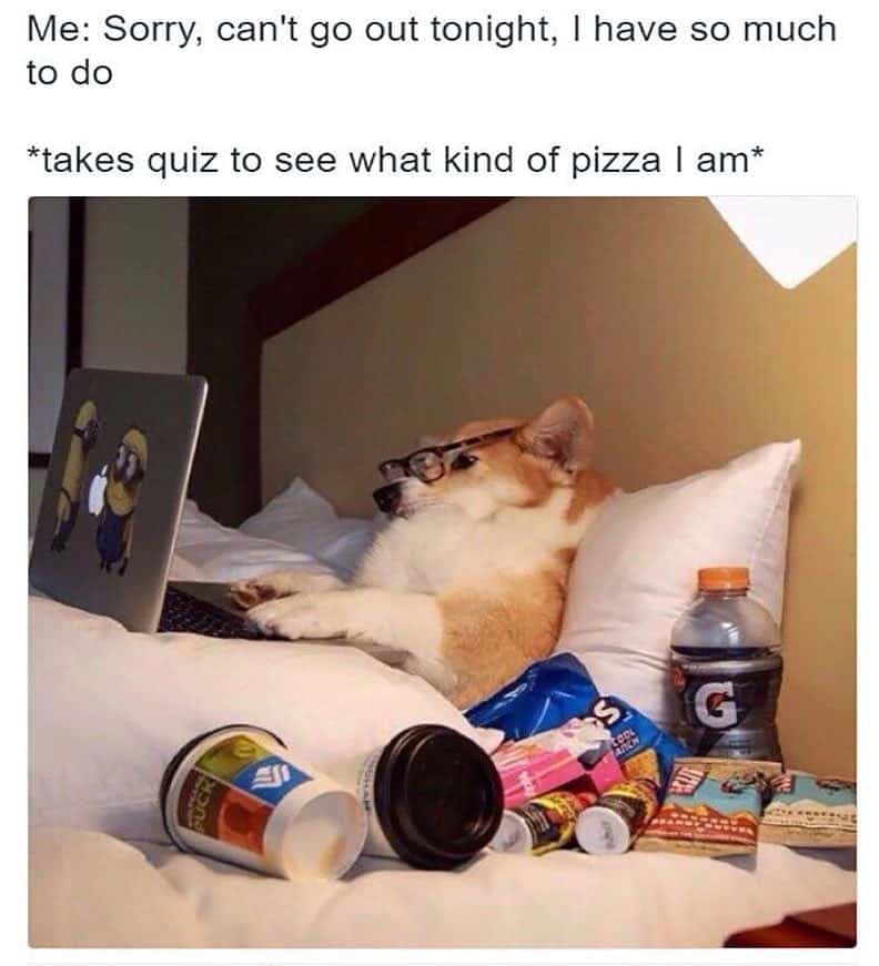 Me Sorry can't go out tonight, I have so much to do Takes quiz to see what kind of pizza i am - Corgi Meme