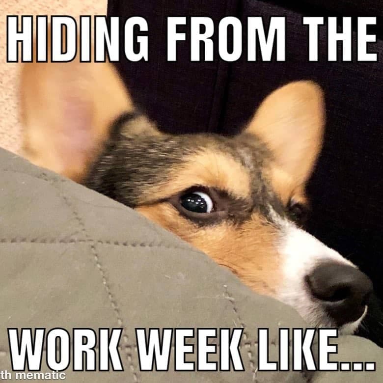 Corgi meme - hiding from the work week like