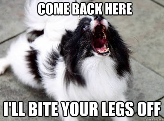 Angry dog meme - come back here i'll bite your legs off